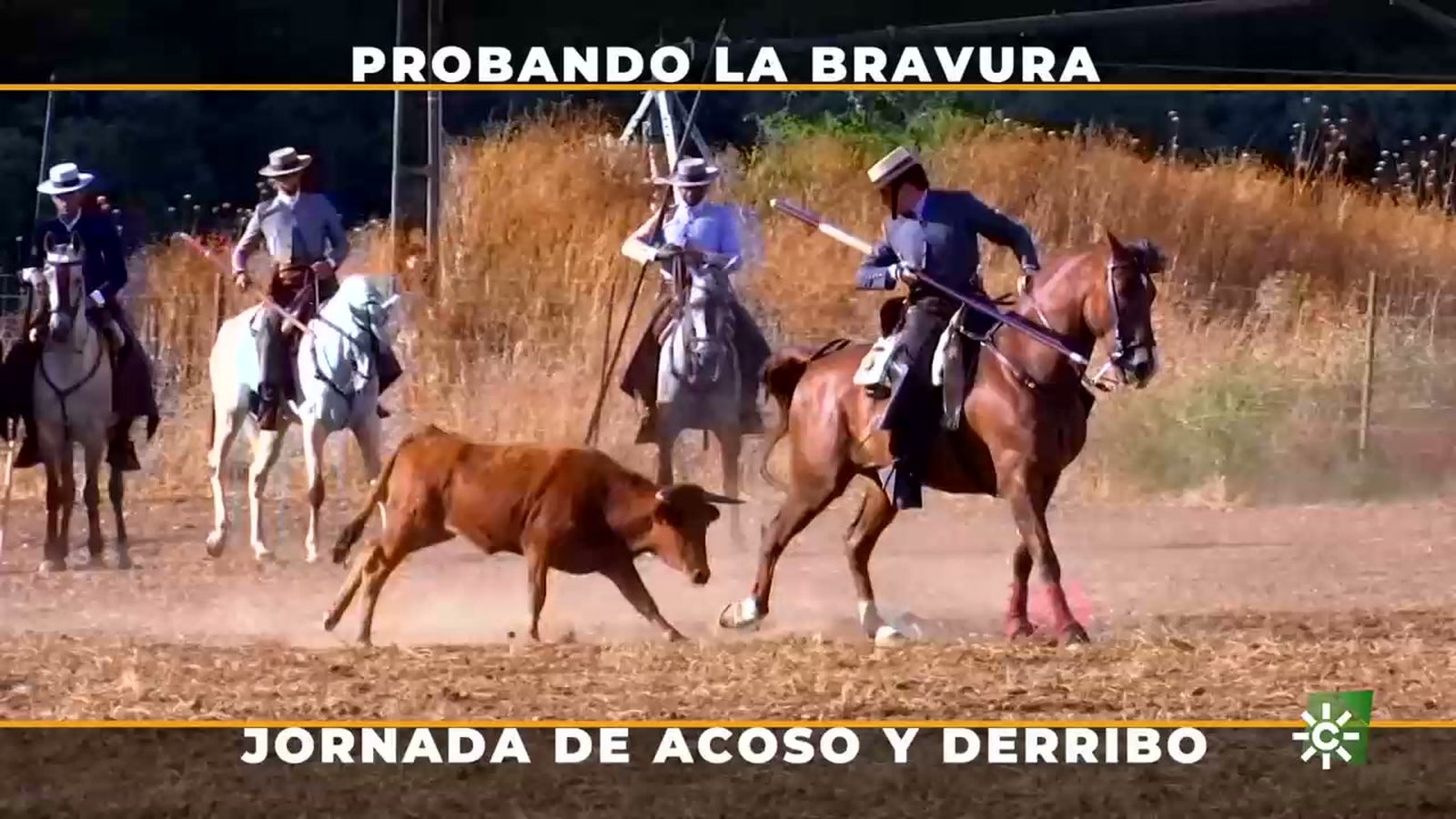 Imágenes preciosistas del acoso y derribo a campo abierto para probar la bravura