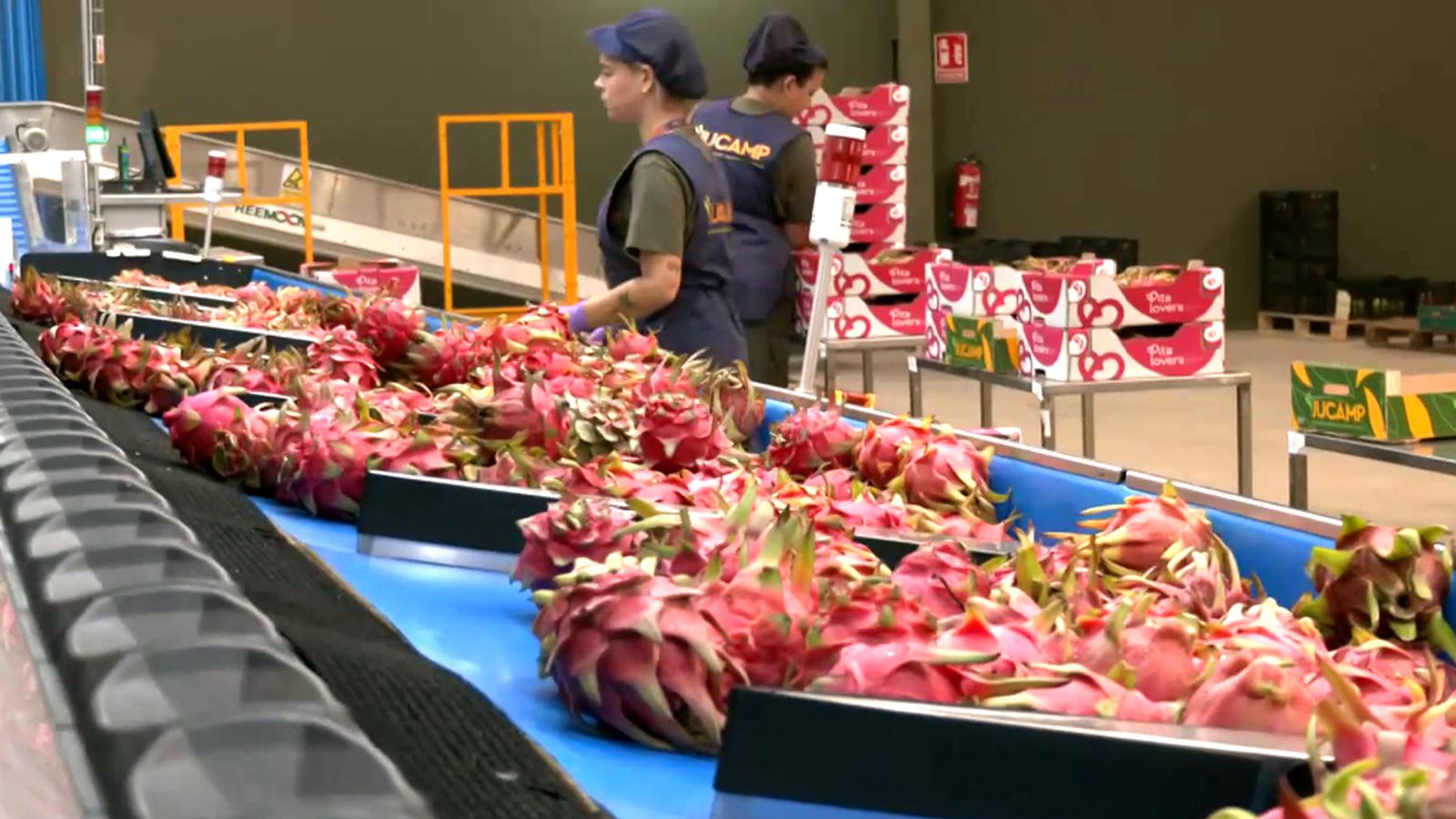 Las frutas tropicales ganan terreno en Huelva