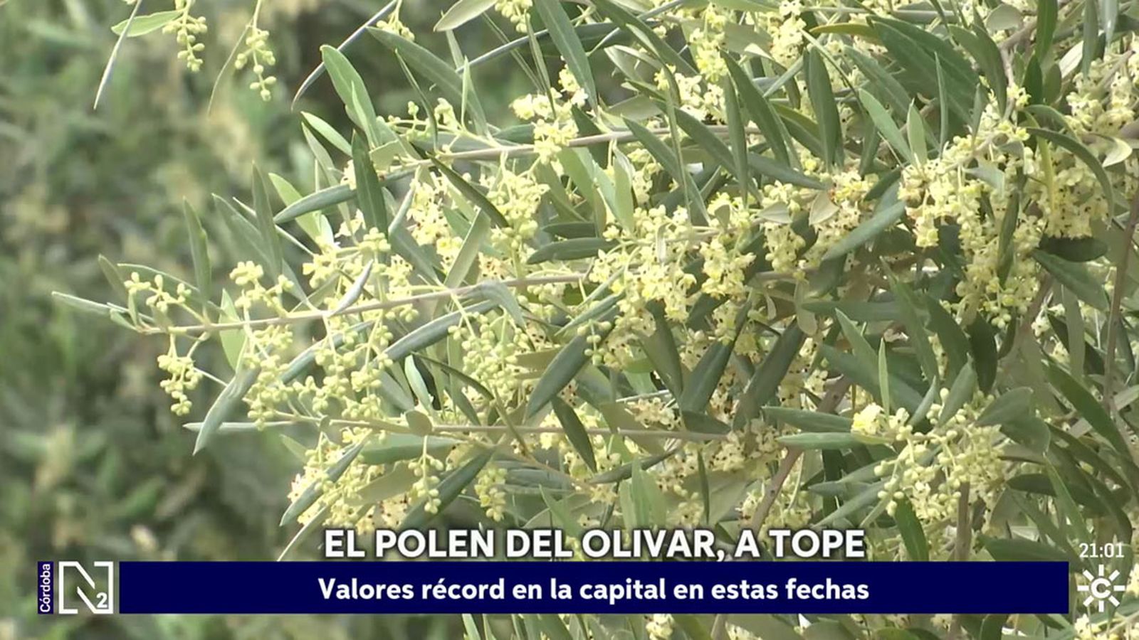 niveles record de polen en Córdoba