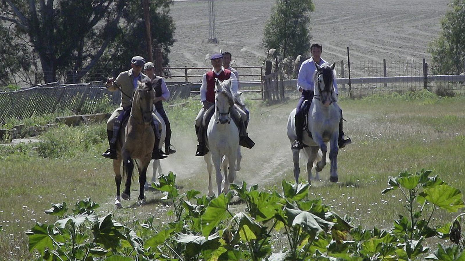 todo caballo