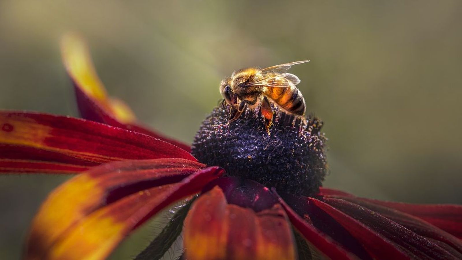 Abeja polinizacion 2 1024x576