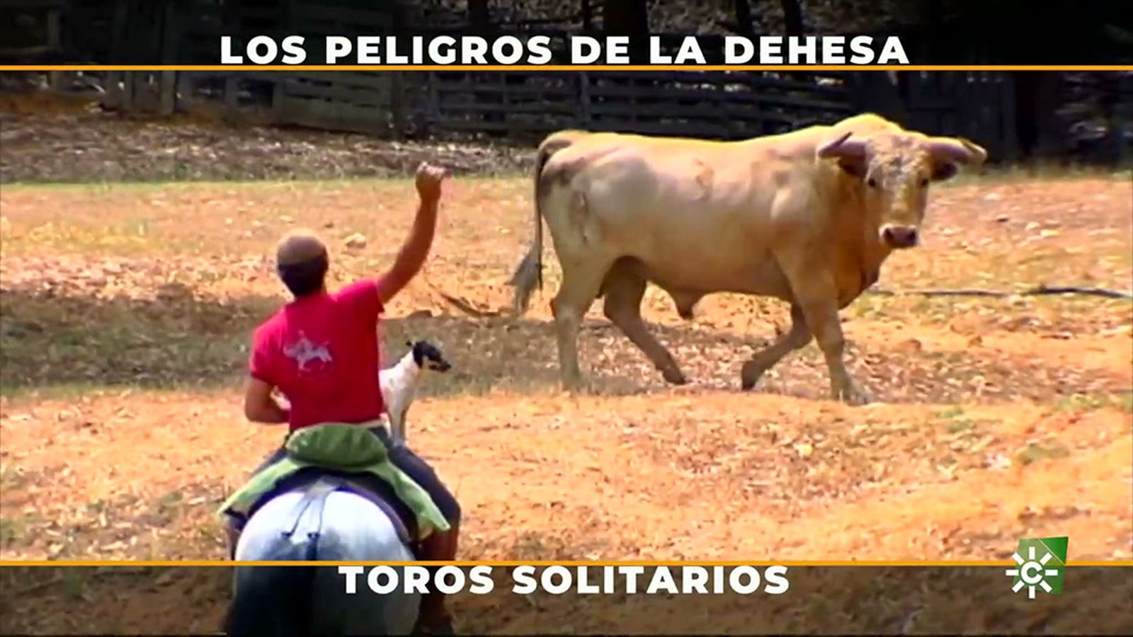 El peligro inminente del toro solitario en modo de pelea