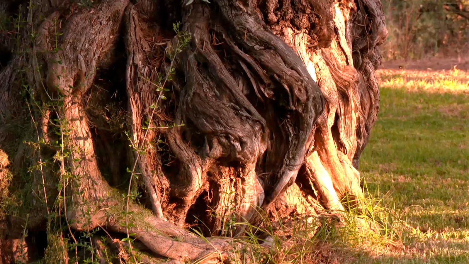La ruta de los olivos centenarios de Órgiva