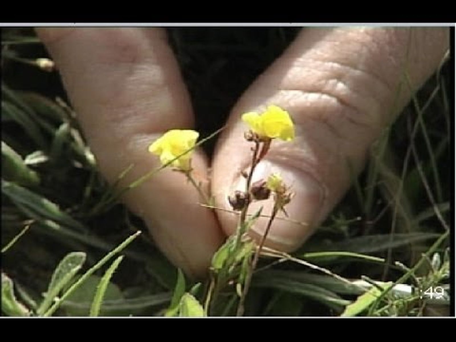 Linaria ignescens, flor única en el mundo, se encuentra en San Cristóbal (Cádiz)