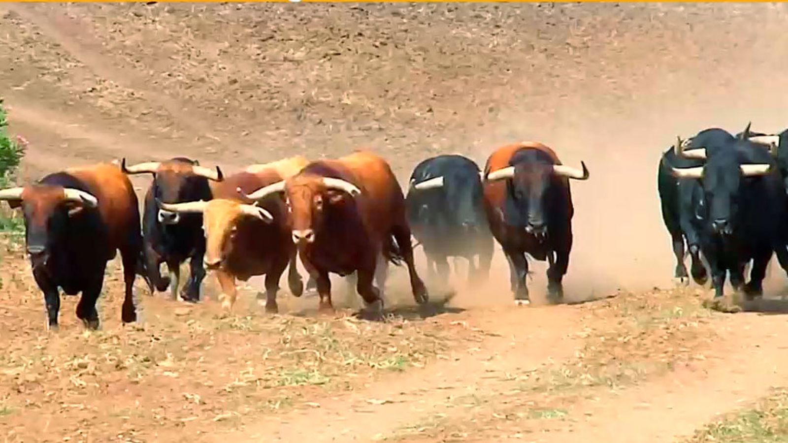 Jornada de entrenamiento para los toros que abren en San Fermín
