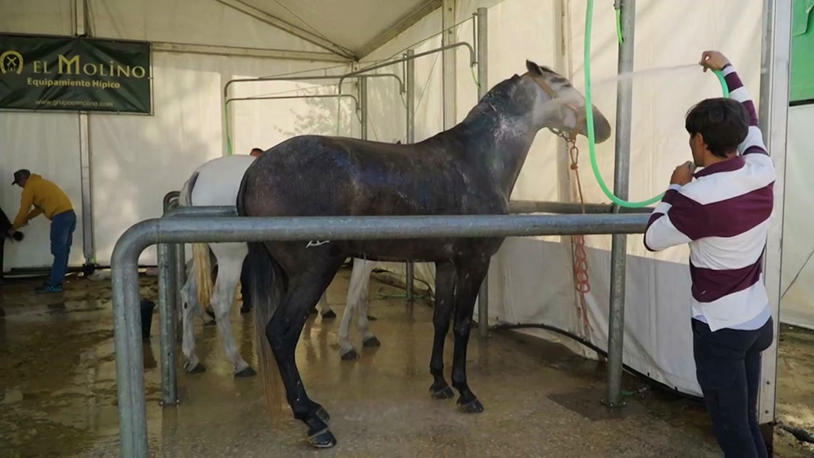 El Sicab celebra en Sevilla su edición más ambiciosa con cerca del millar de caballos