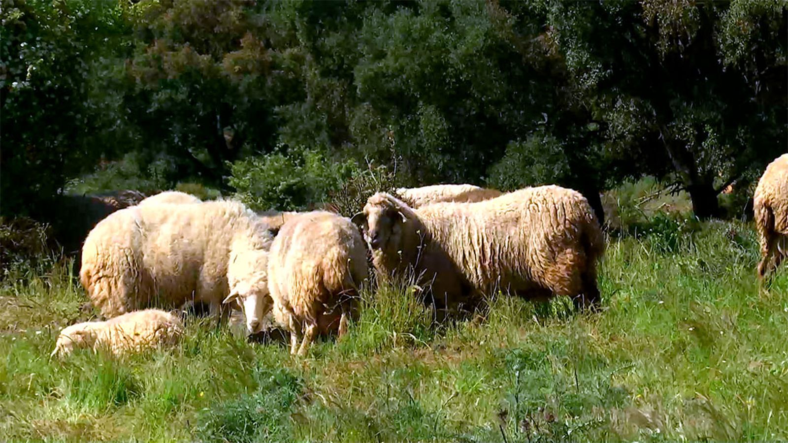 La agricultura regenerativa avanza en Andalucía para multiplicar los recursos naturales