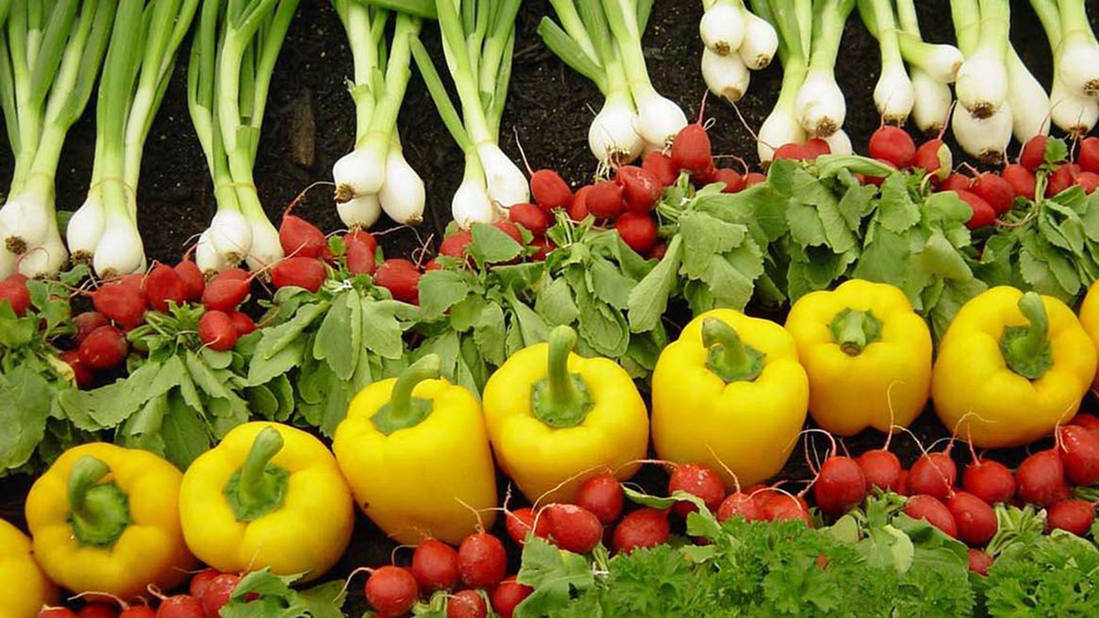 agricultura ecologica 1024