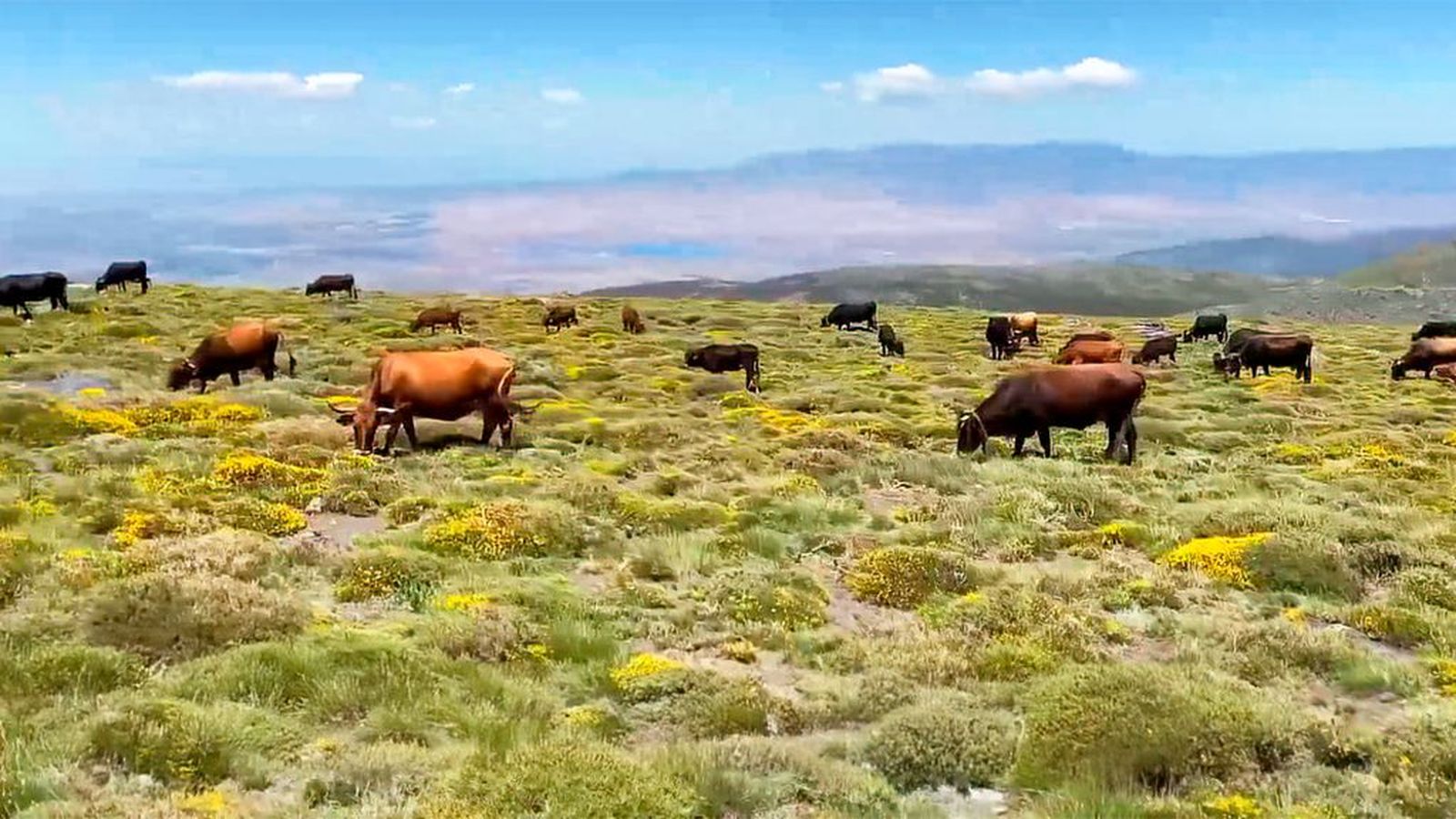 Torcuato, el ganadero que lucha por salvar la vaca de raza pajuna