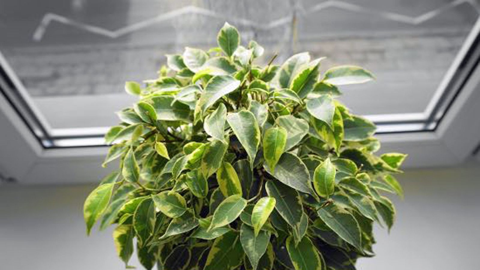 tapa plantas