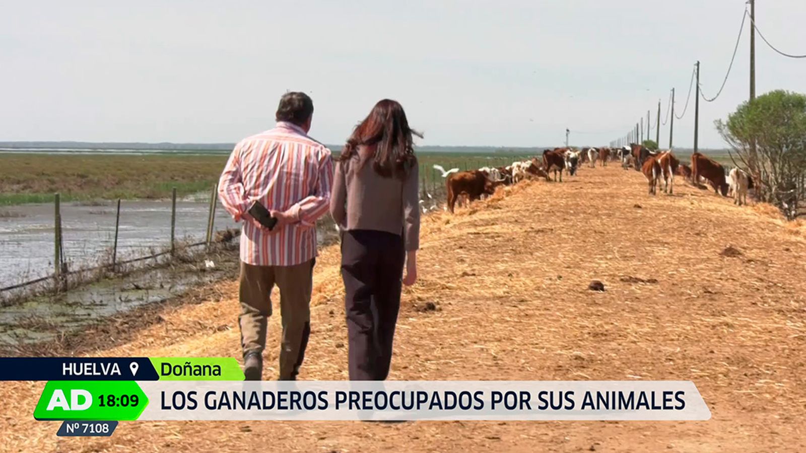 Situación del ganado en las marismas de Doñana