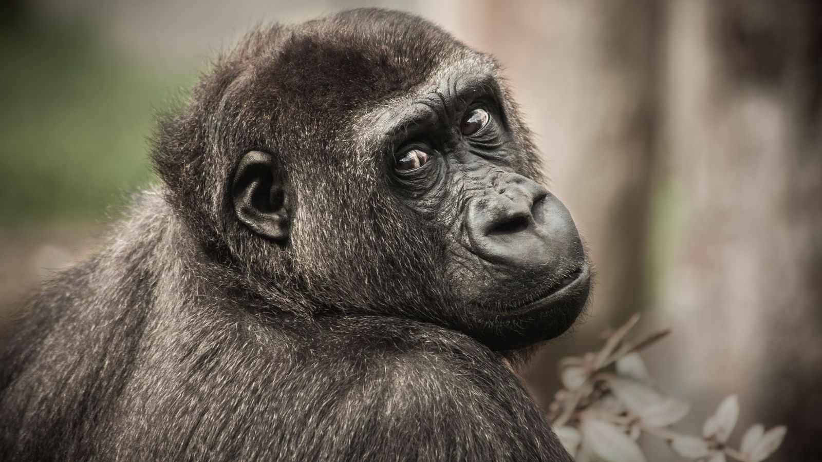 derks24-gorilla-2586193-fotor-20260616113927