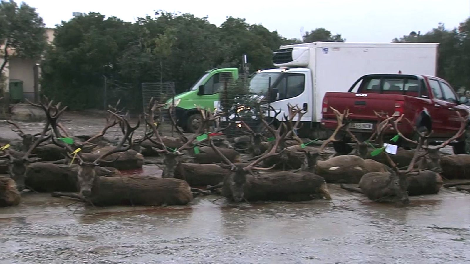 Éxito de grandes trofeos bajo la lluvia en la exclusiva finca Las Nieves de Andújar