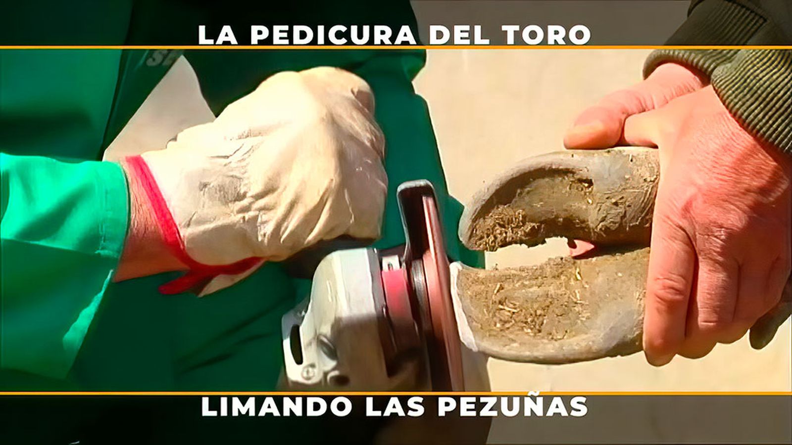 Cómo se hace la pedicura a un toro, un paso esencial para su salud