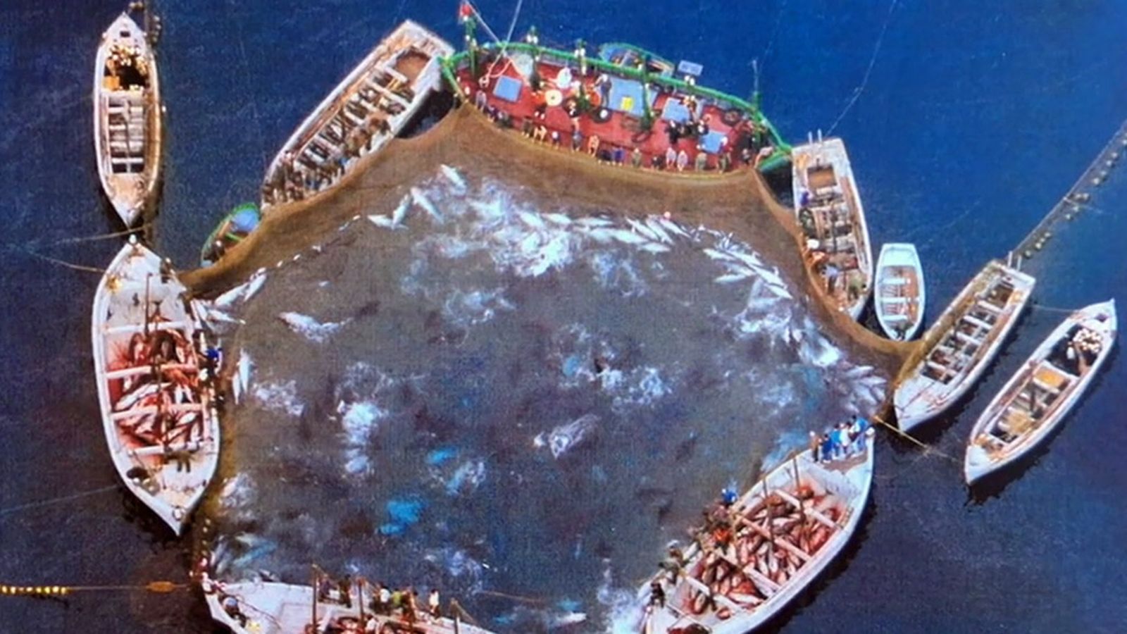 Foto almadraba Sancti Petri 1024