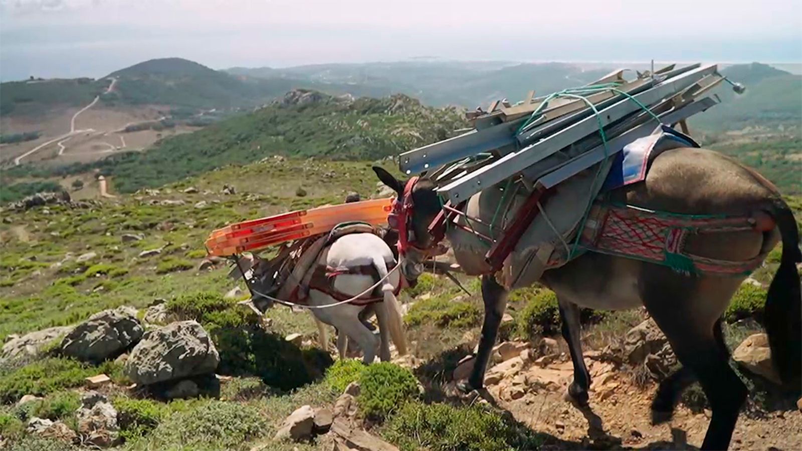 El trabajo de los mulos, imprescindible en la montaña