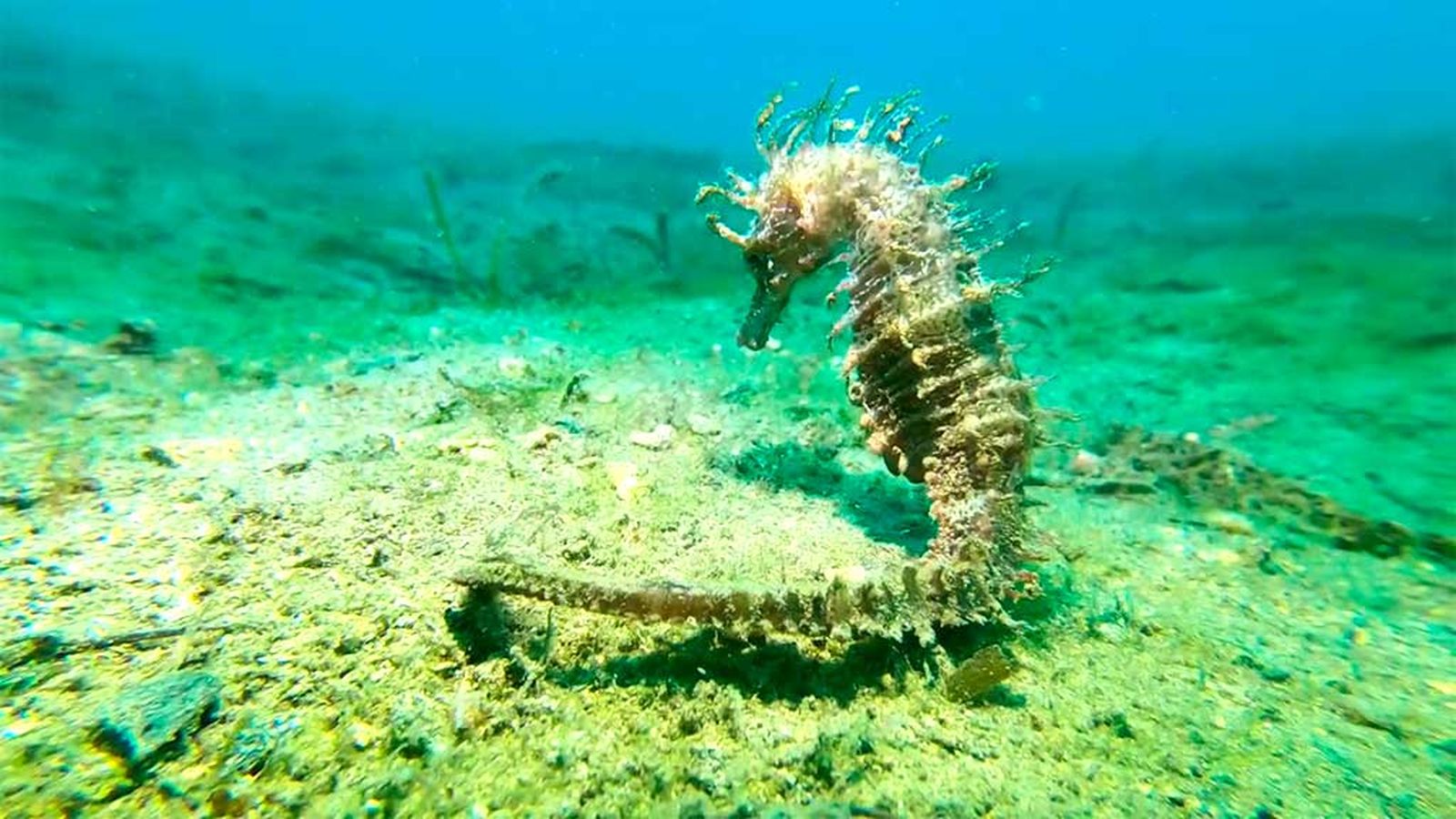 Proteger a los caballitos de mar