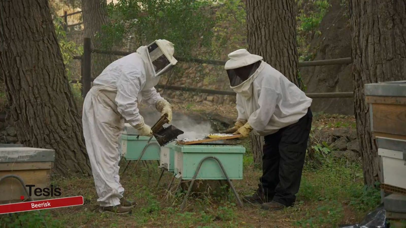 Beerisk: innovación para la salud de las abejas