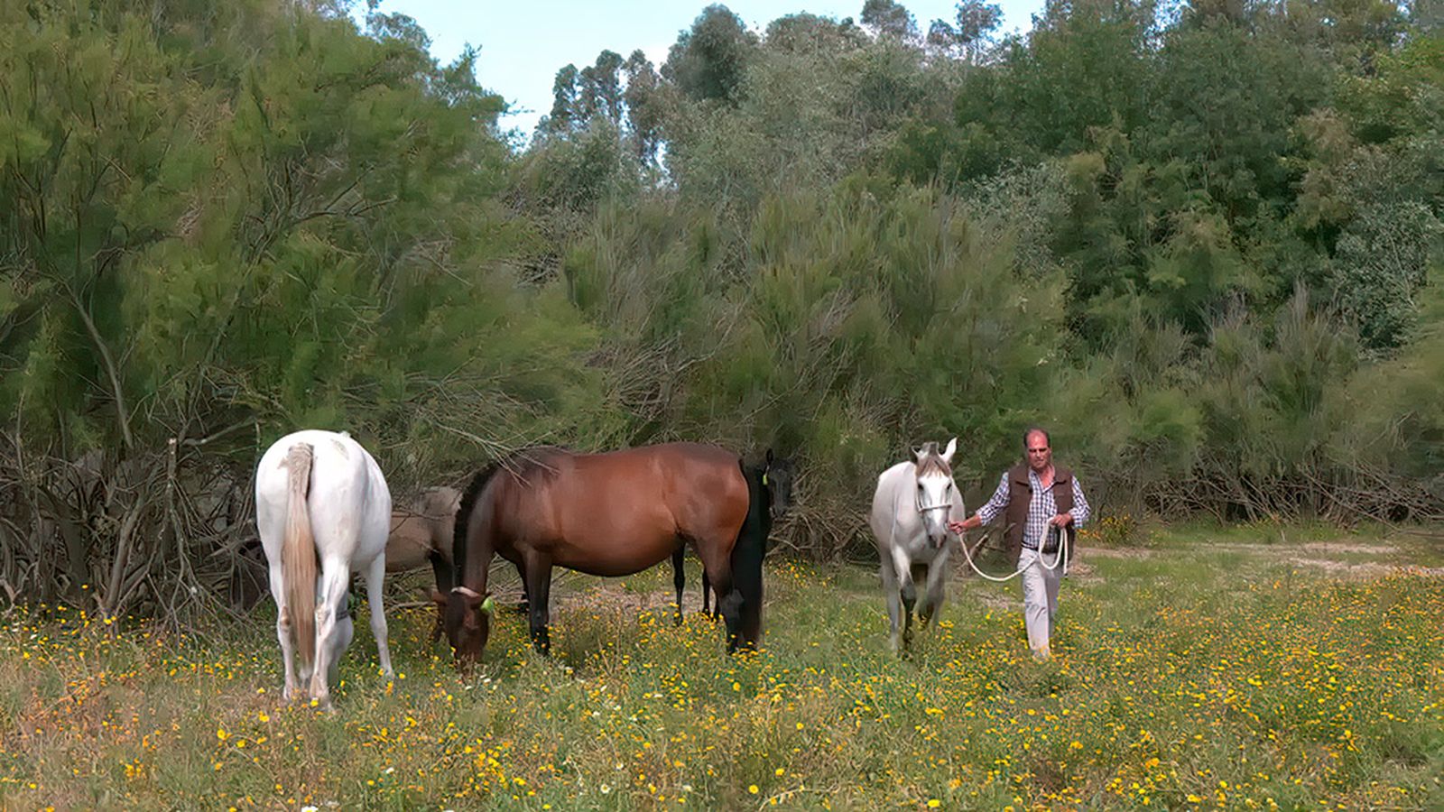 Yeguas de pura raza española en el Corredor Verde del Guadiamar