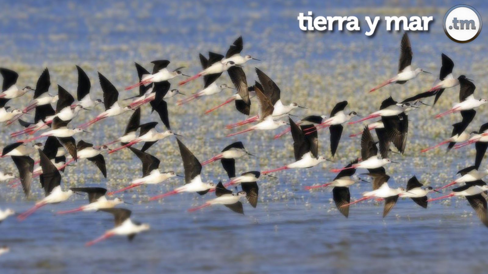 800x450 Tierra y Mar (Ansares en Doñana)