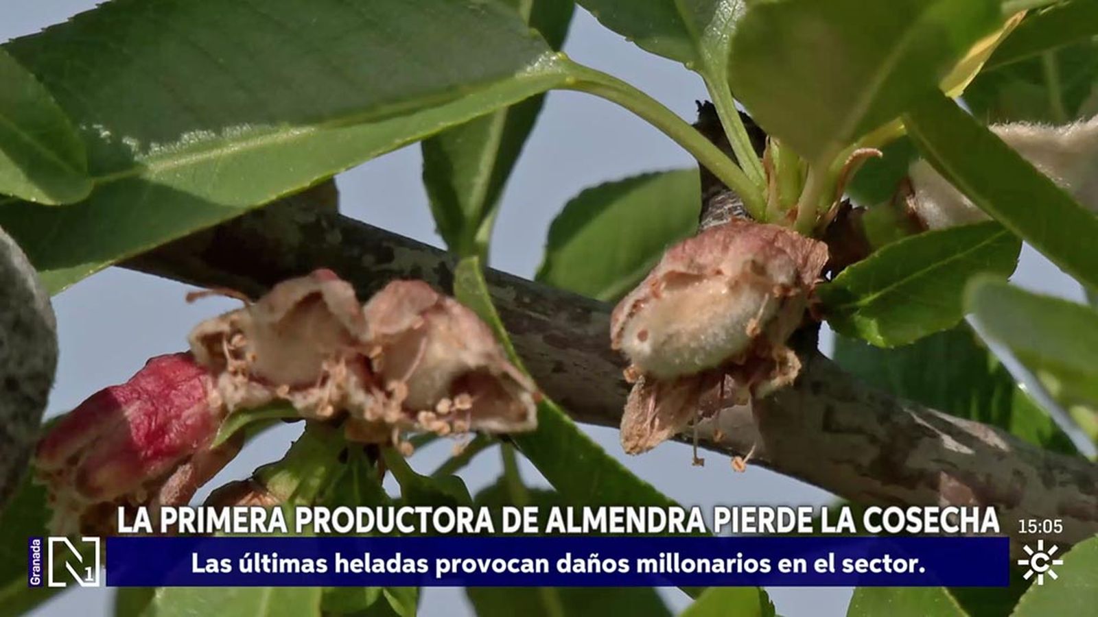 Los agricultores granadinos dan por perdida la cosecha de almendras