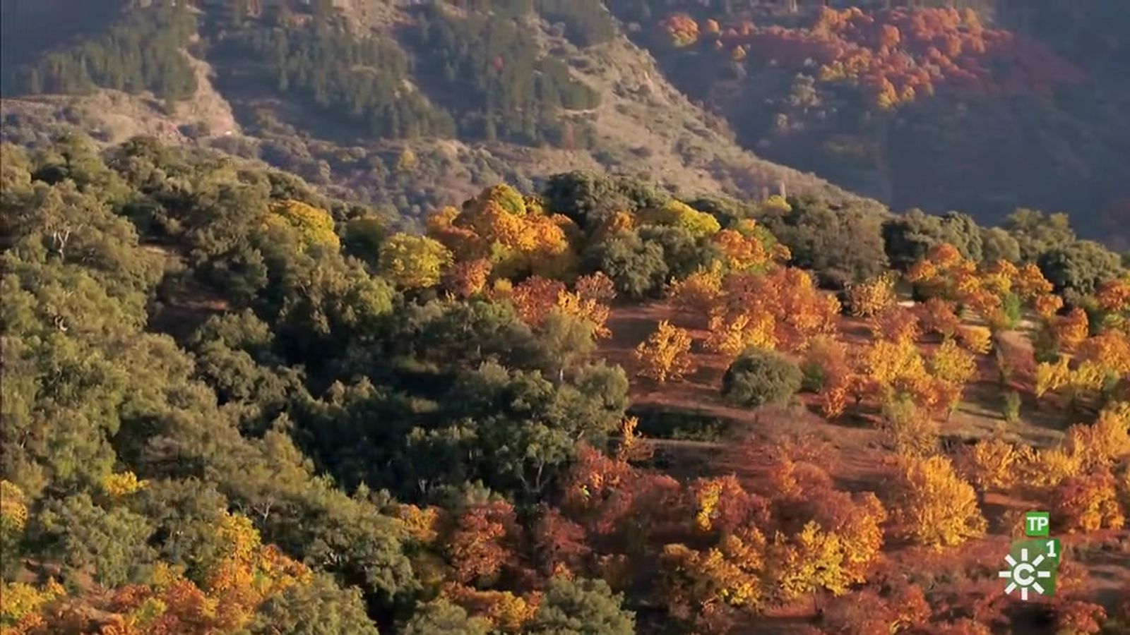 Destino Andalucia Destacado Bosque