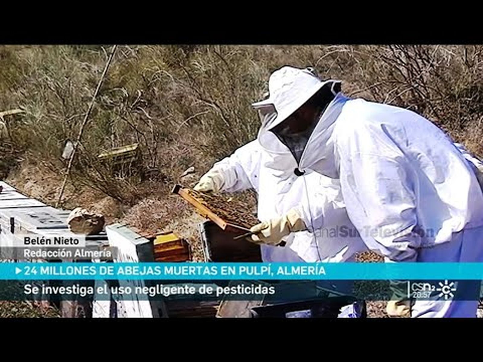 Abejas muertas: 24 millones de abejas muertas en Almería por uso de pesticidas