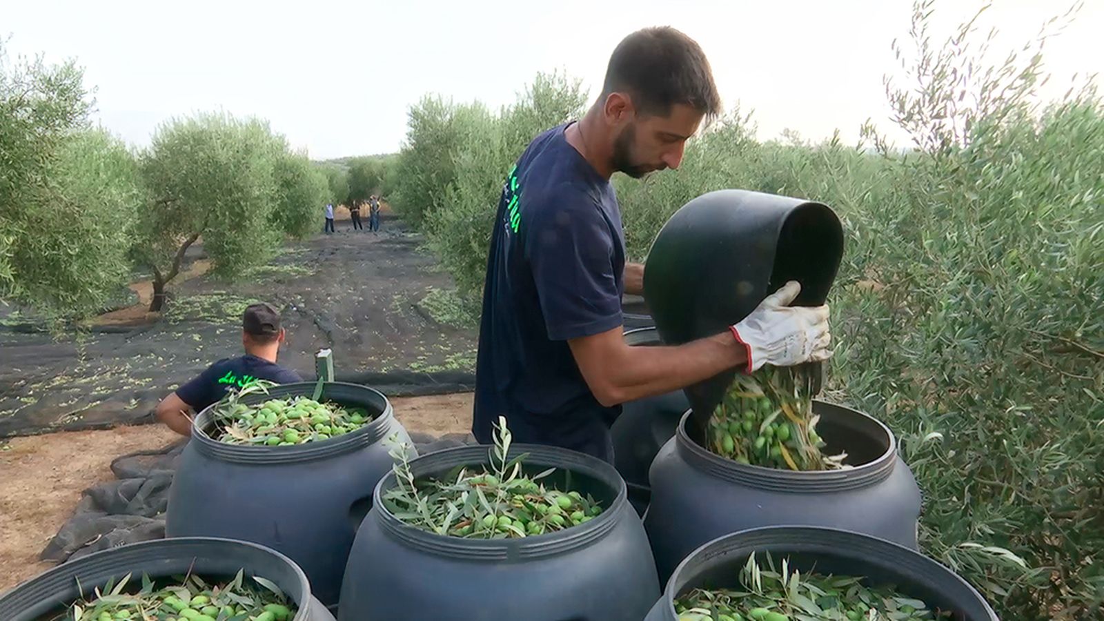 La gordal cornezuelo, una aceituna de Bailén única en el mundo