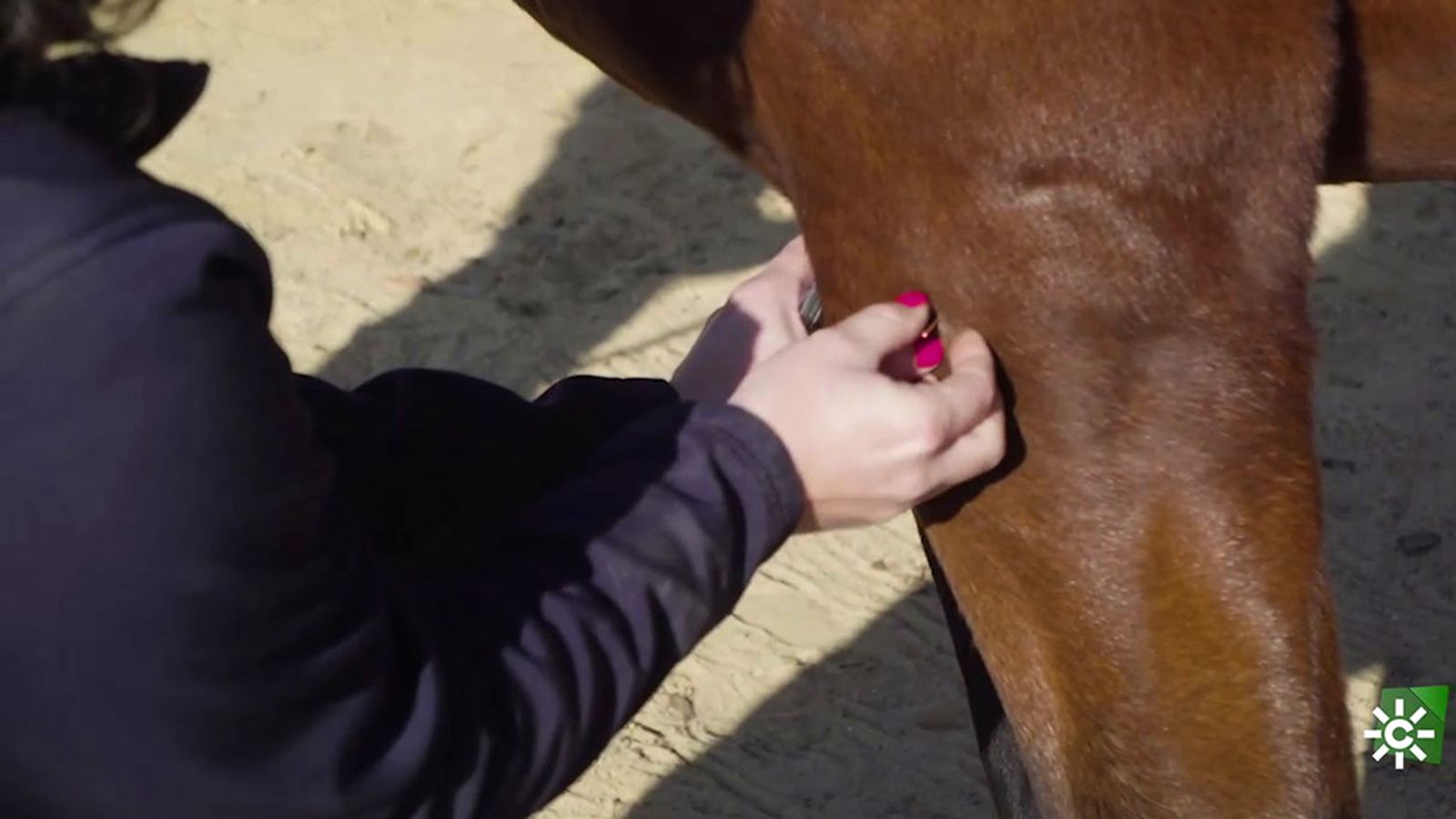 La medicina tradicional china de la acupuntura, también se aplica en los caballos