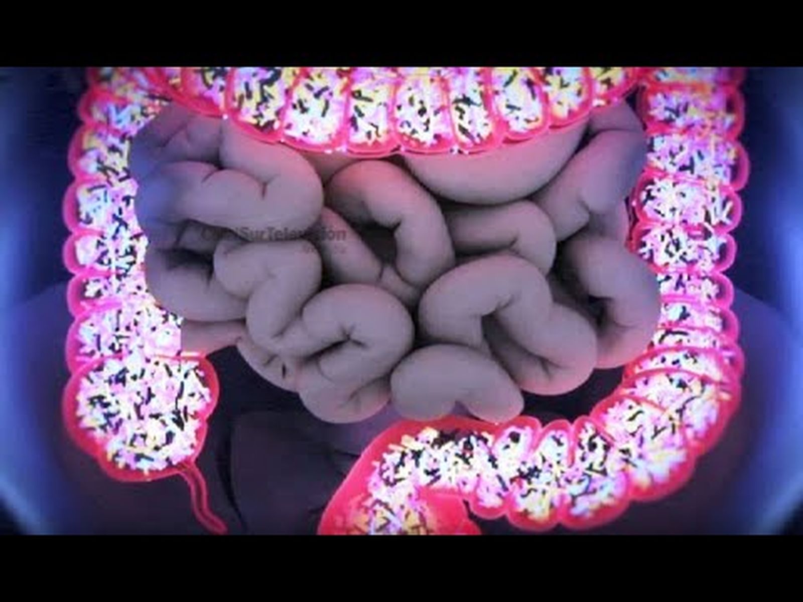 Microbiota, nuestro universo interior | El microbioma y la salud
