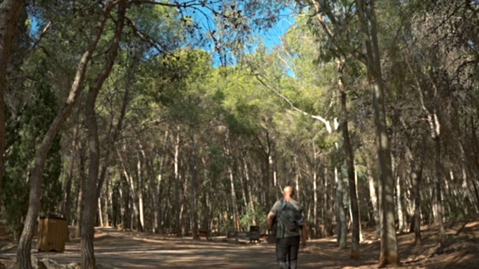 Tesis pinares