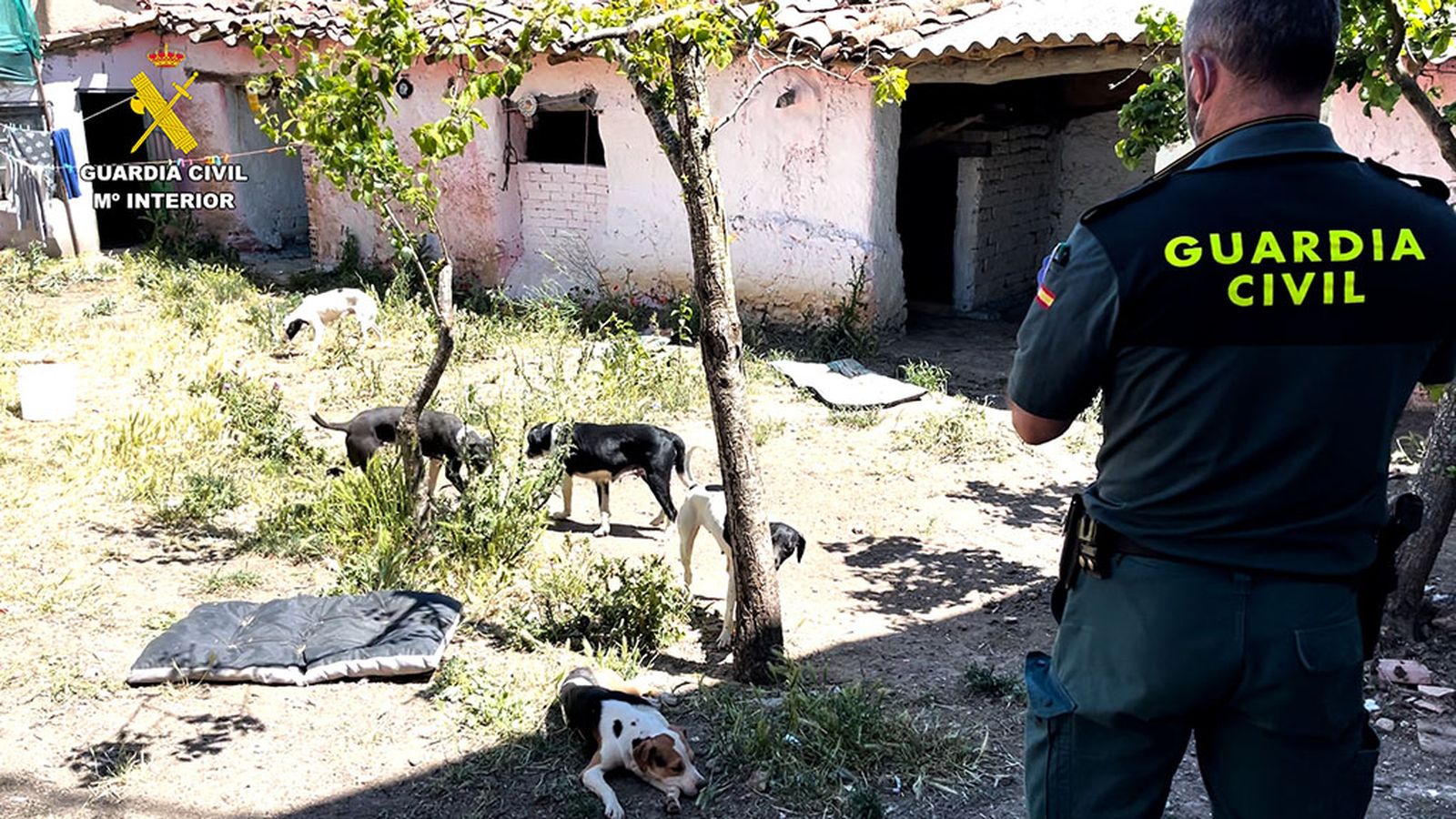 Falsa protectora de animales en Sevilla