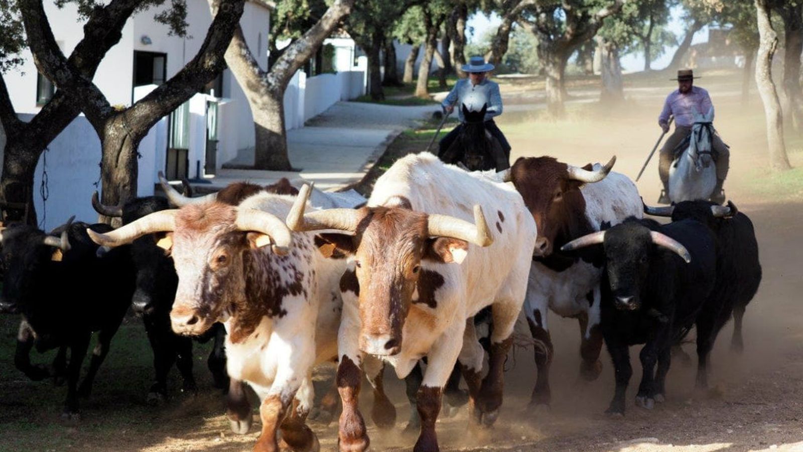 toros