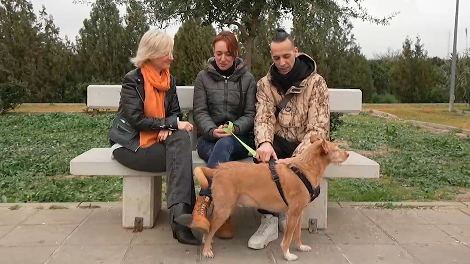 La desgarradora historia de Dunkan, un podenco de 7 años que fue maltratado y abandonado