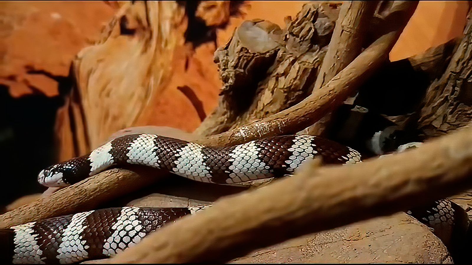 Recuperación de reptiles en Alcalá la Real