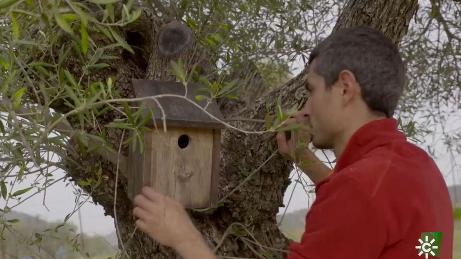 Víctor Jiménez lleva a cabo proyectos de conservación de la biodiversidad en una finca de olivar