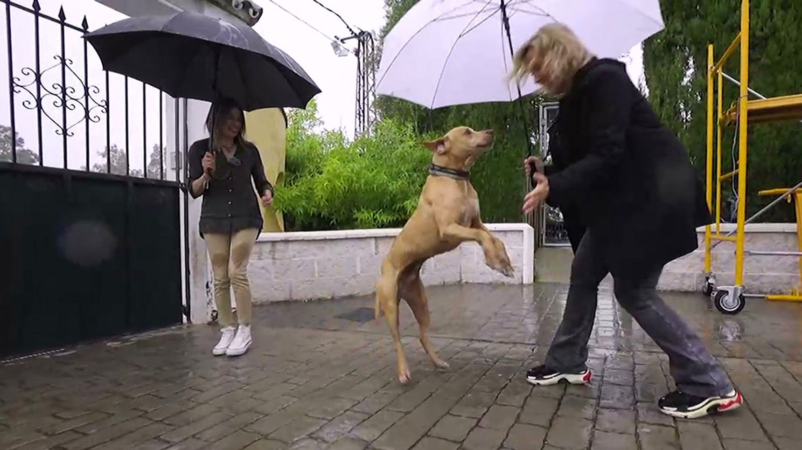 El pitbull Saliff descubre el mundo al ser adoptado tras diez años en el refugio