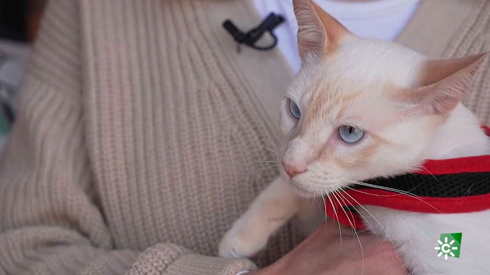 La historia de Gus, un gatito que tras vivir en una colonia ahora tiene una nueva vida