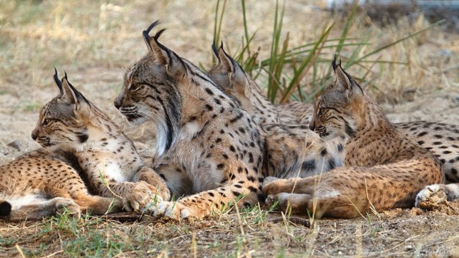 linces bd