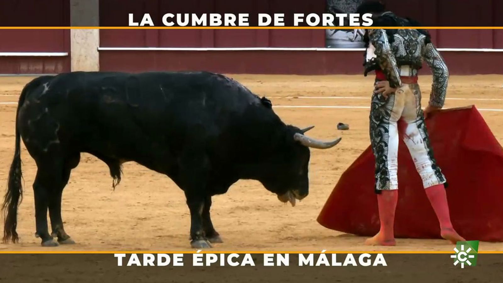 Toros para todos 1024x576 Fortes 2