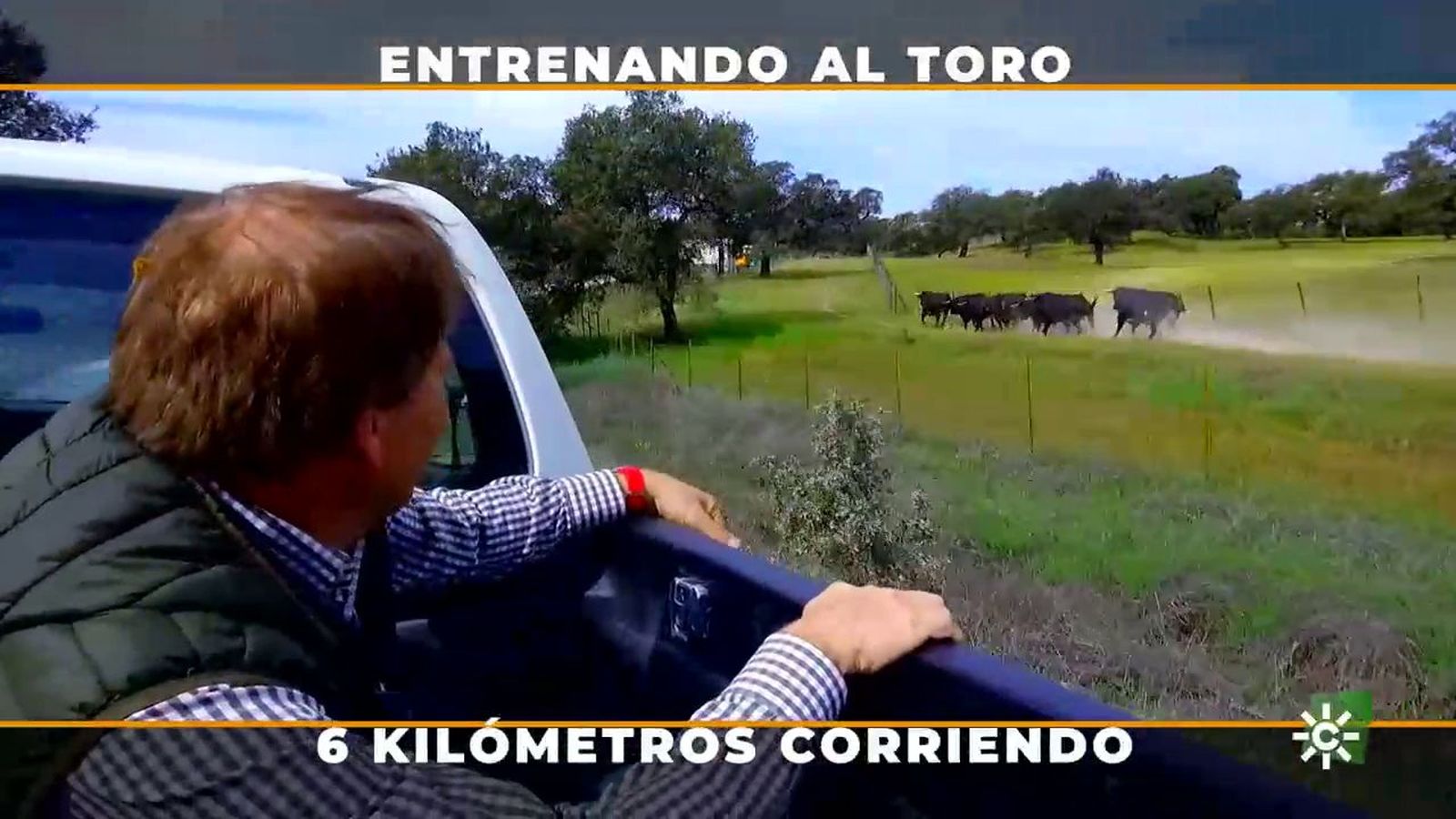 El entrenamiento y la constancia de los toros de lidia de Dolores Aguirre