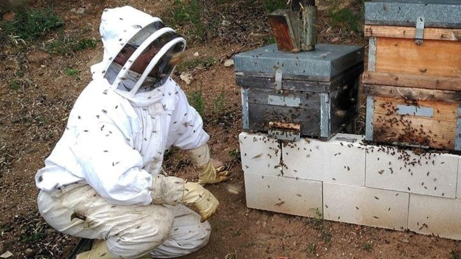 Despierta sector apícola