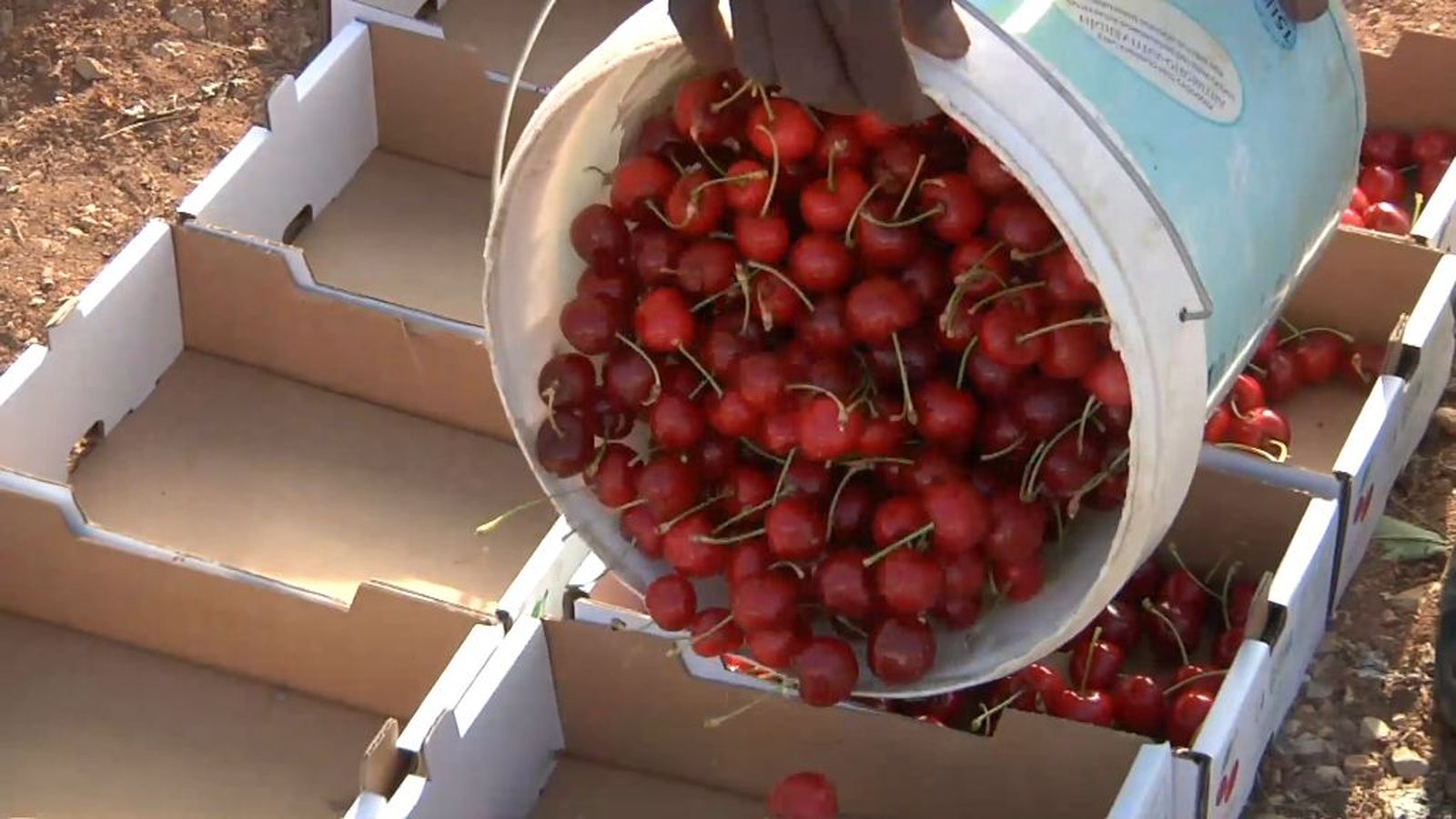El cultivo de cerezas de Jaén sigue cayendo pese a su buena fama