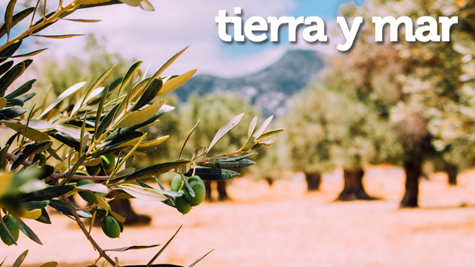 800x450 Tierra y Mar (olivar con logo)