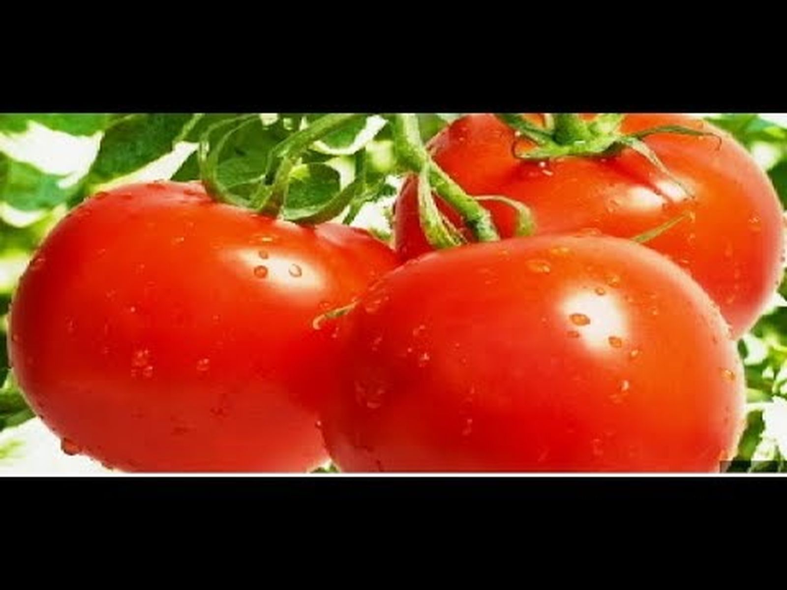 Plantas contra el cáncer