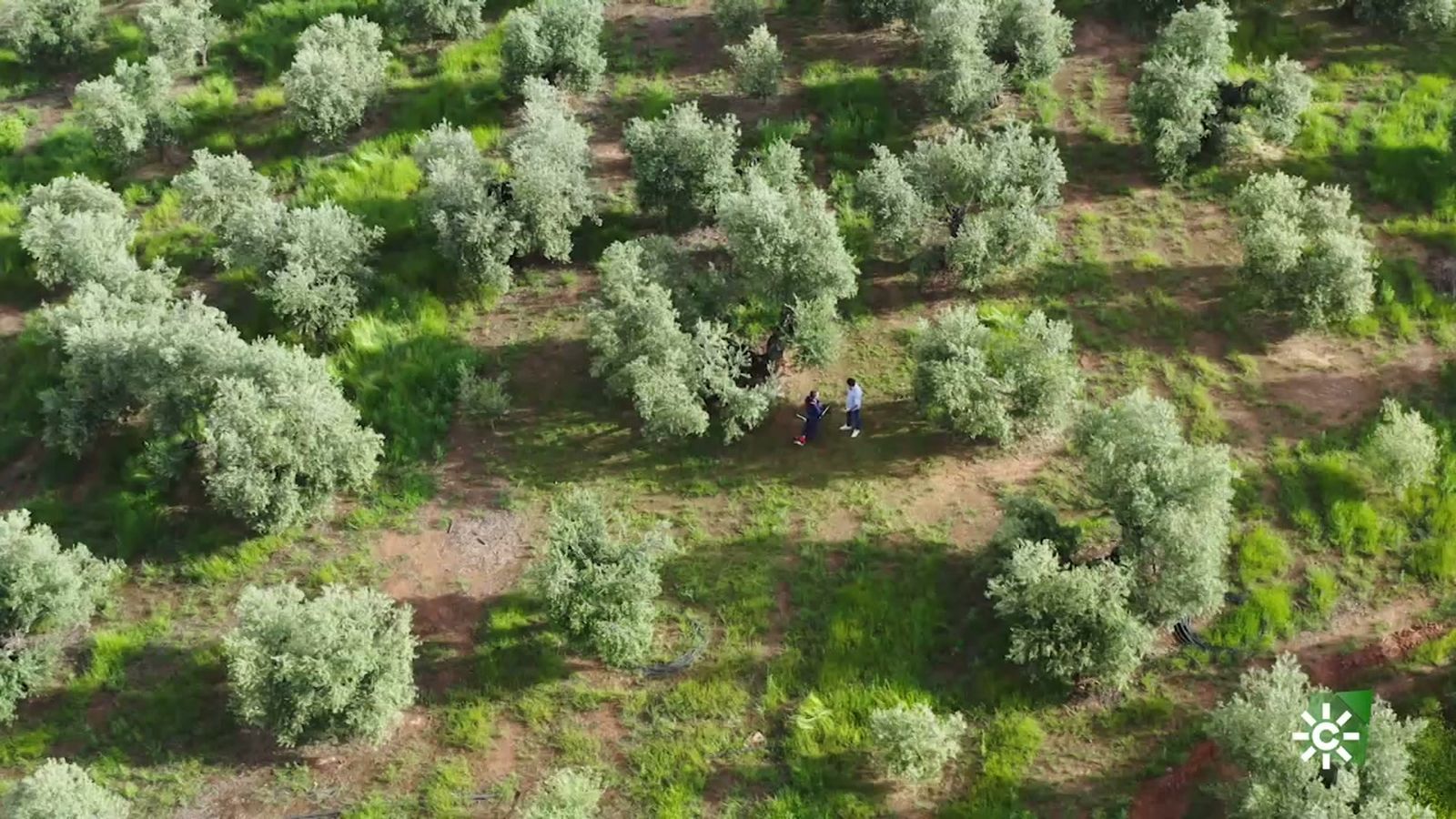 Cómo se cultiva el oro líquido de Montoro en un olivar de montaña