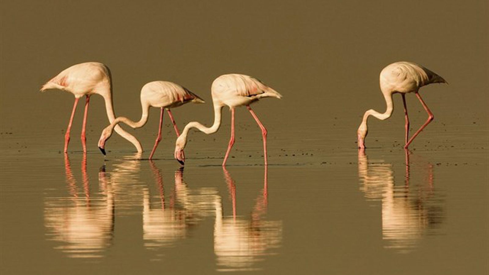 flamencos