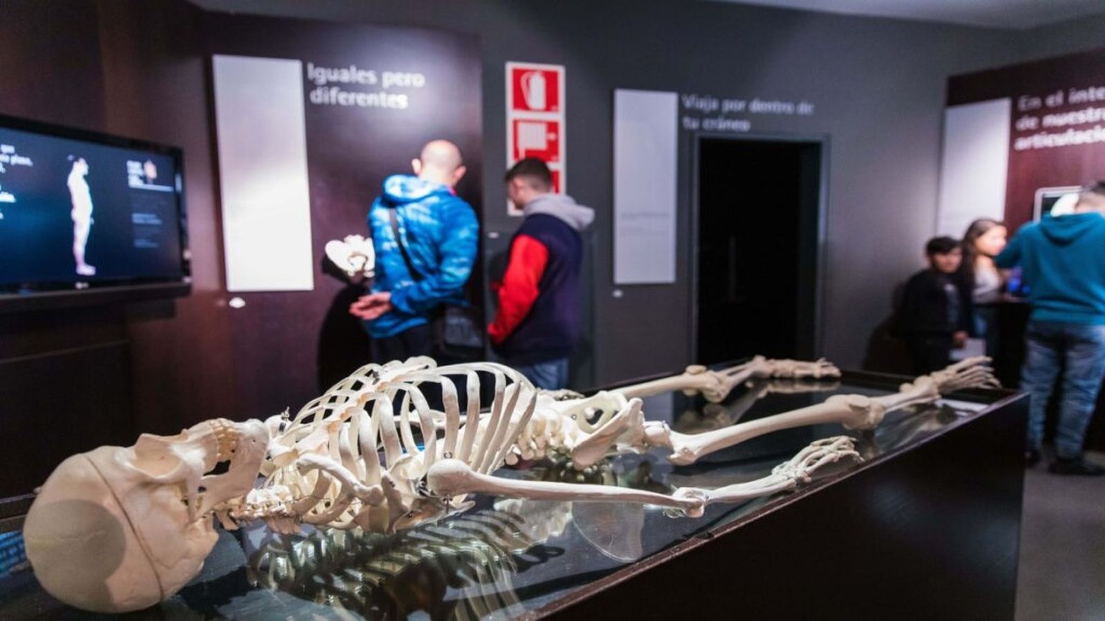 cuerpo humano