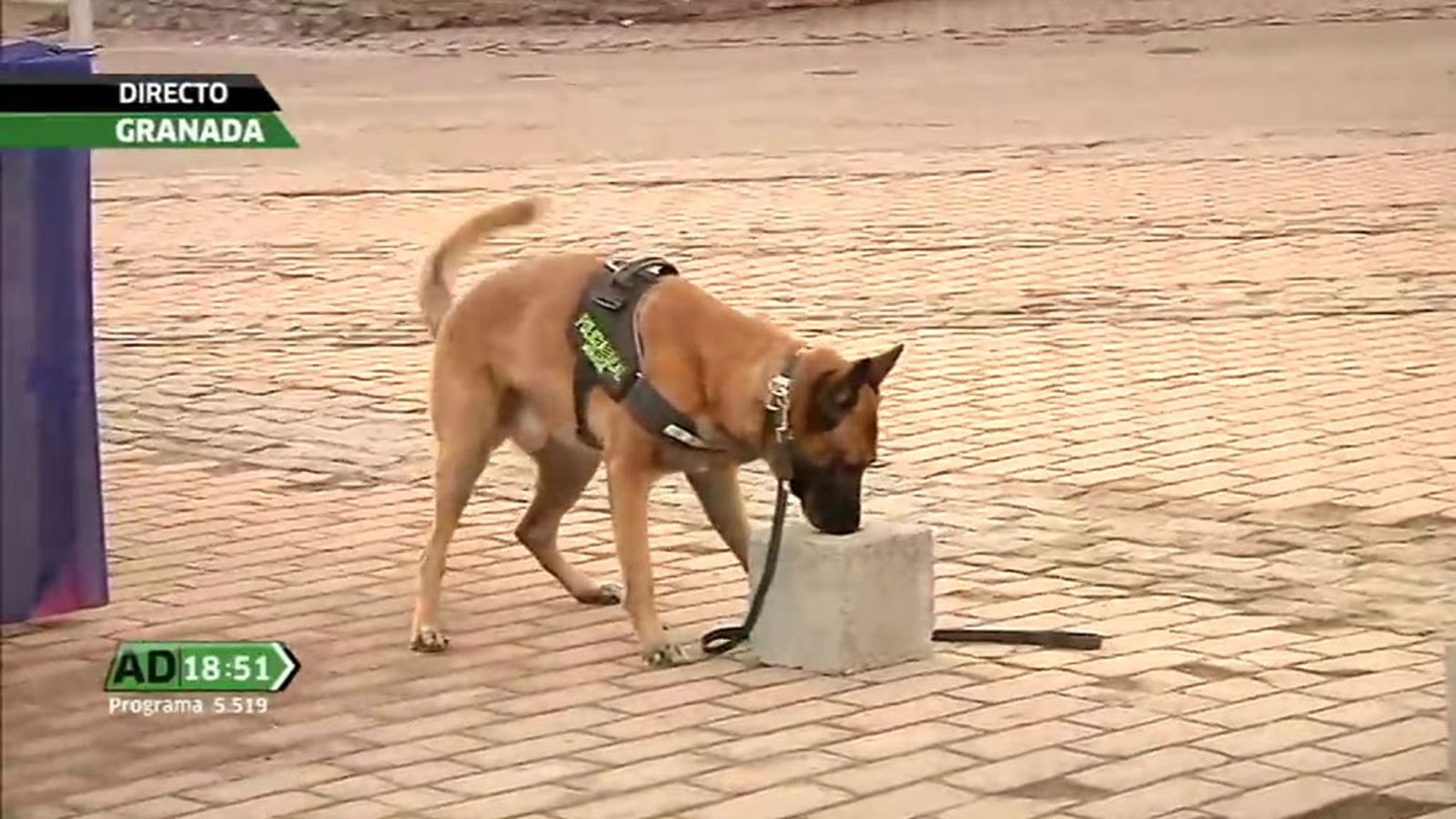 FOTO PERRO MONACHIL 1 AD