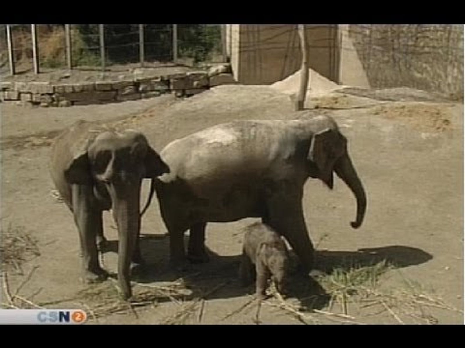 Kanbar: primer elefante asiático de España, en Selwo Aventura (Estepona, Málaga)